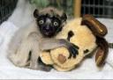 baby-lemur.jpg